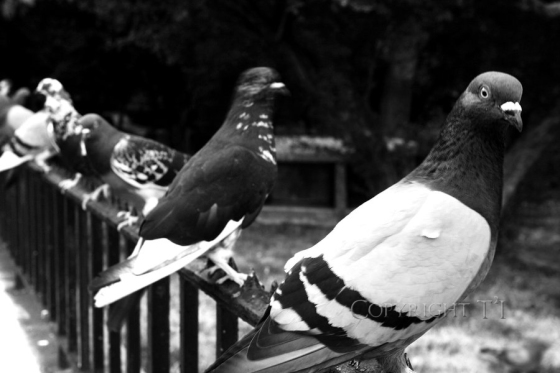 a row of pigeons sits along a NYC fence line