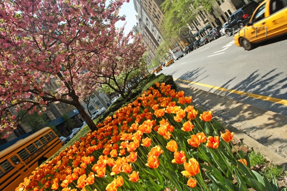 New York City's Park Avenue, awash in color from tulips and cherry tree blossoms
